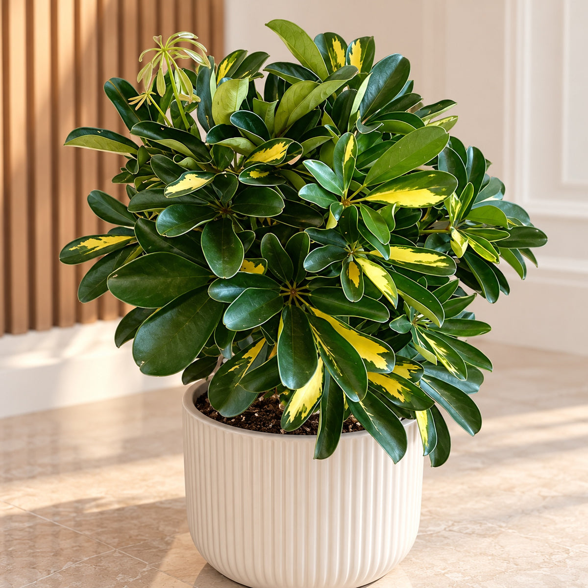 Pittosporum panaché en cache-pot blanc, Les Fleurs de Chelsea