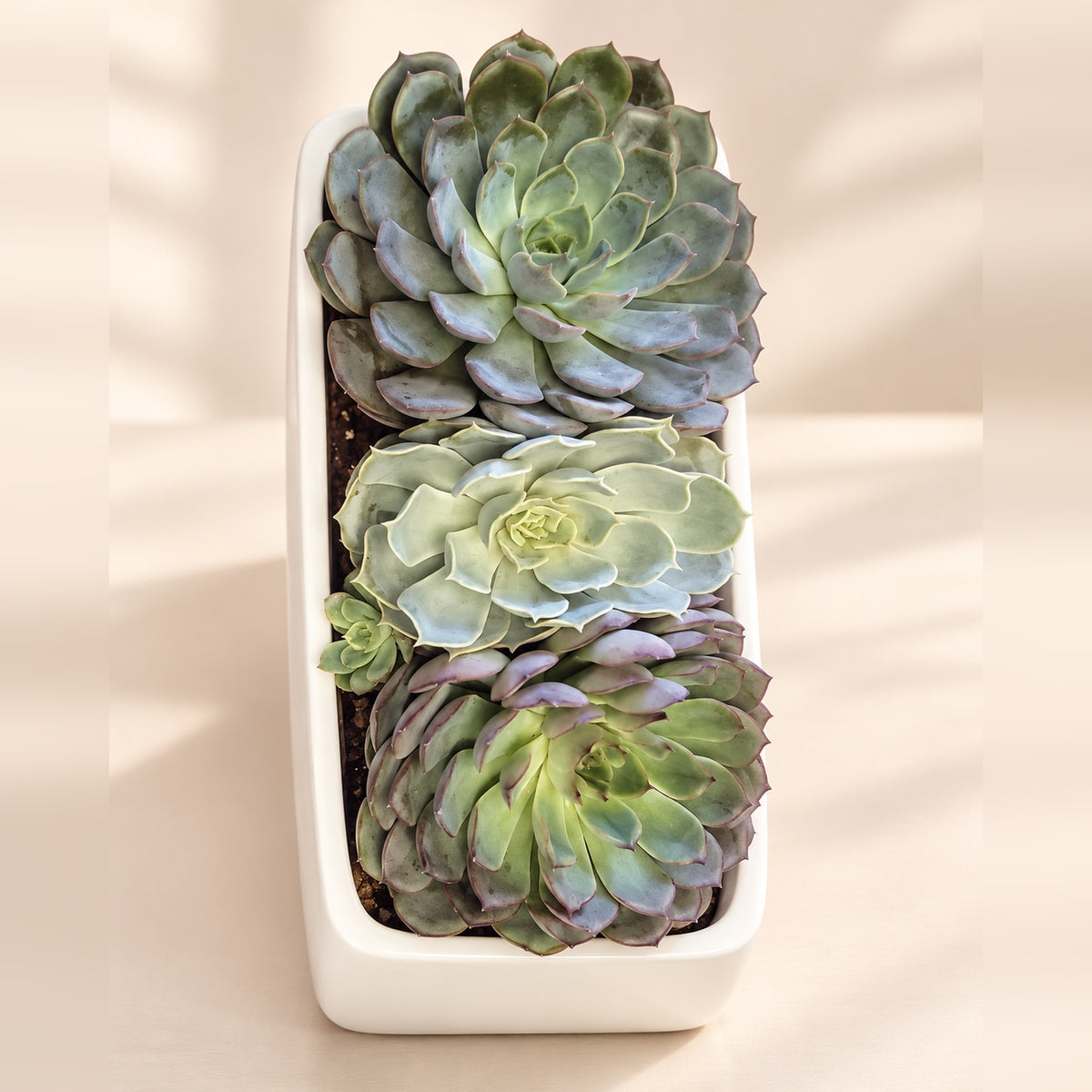 Arrangement de succulentes Echeveria en jardinière blanche, Les Fleurs de Chelsea